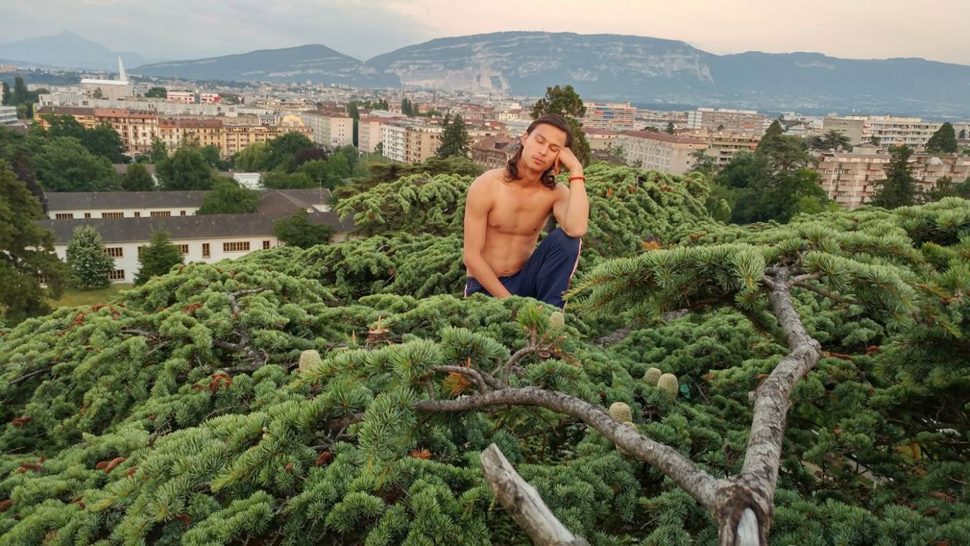 Resting high in a Lebanese cedar above the rooftops of Geneva