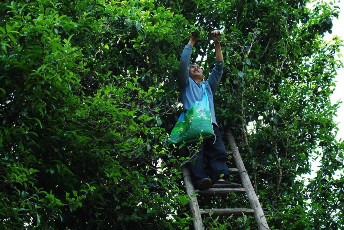 Picking from a tall ancient tea tree by ladder in Bao Shan