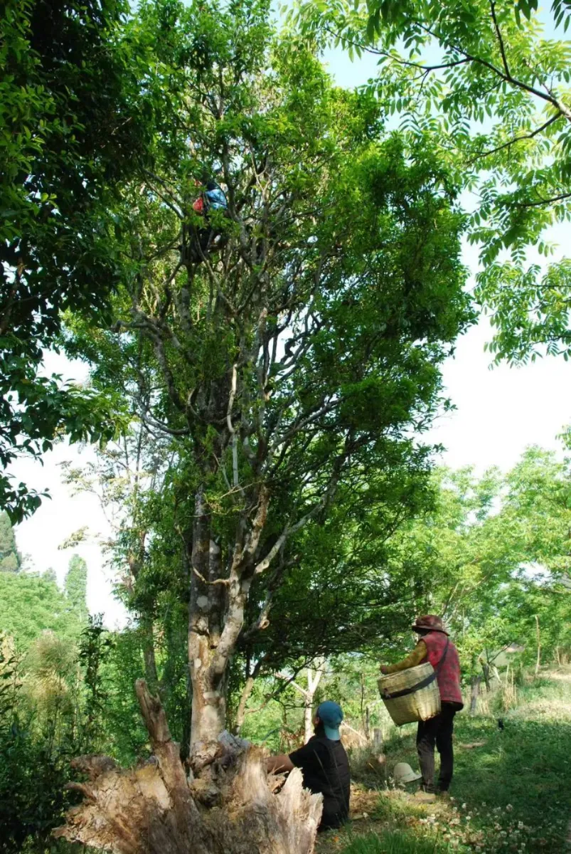 Pickers harvesting from a towering ancient tea tree in Bao Shan