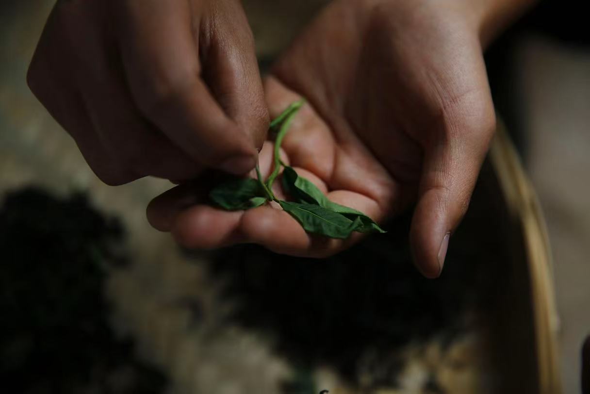 Sorting a freshly picked tea shoot by hand