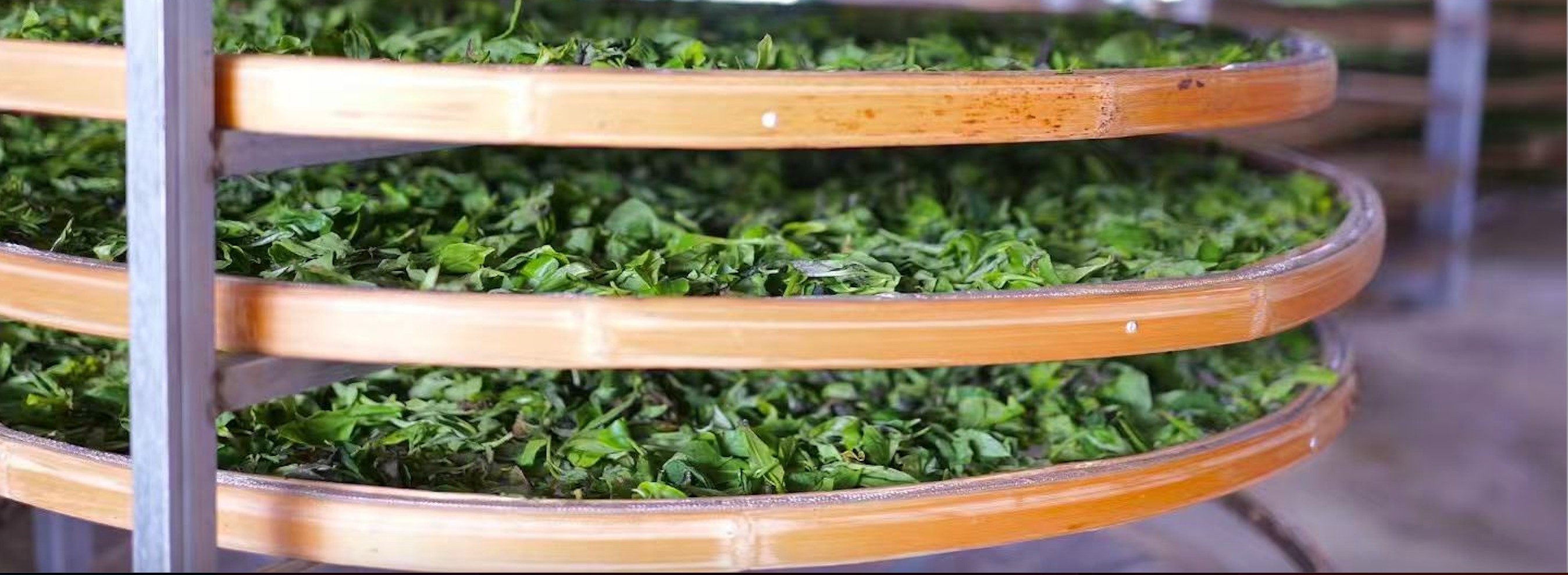 Fresh green leaves on round bamboo drying trays