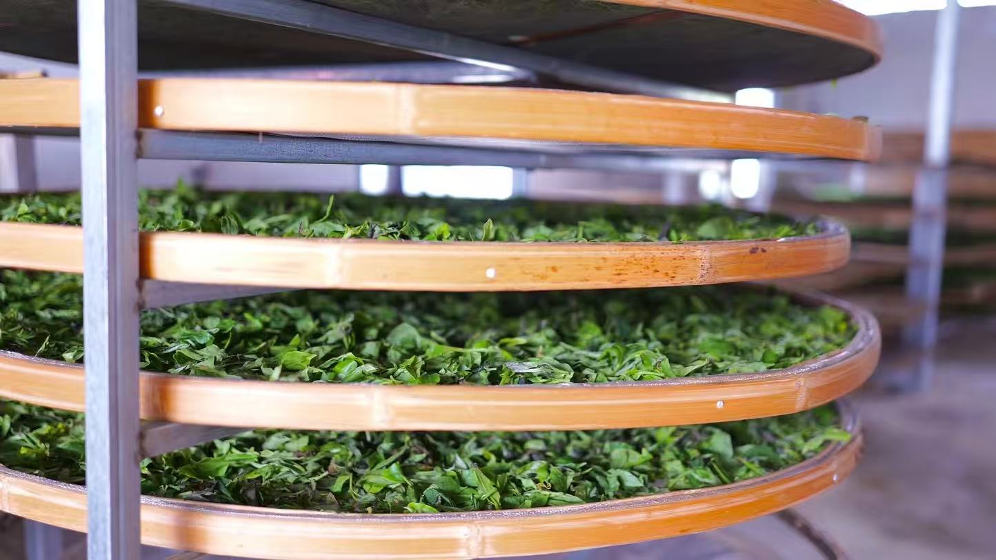 Fresh green leaves on round bamboo drying trays