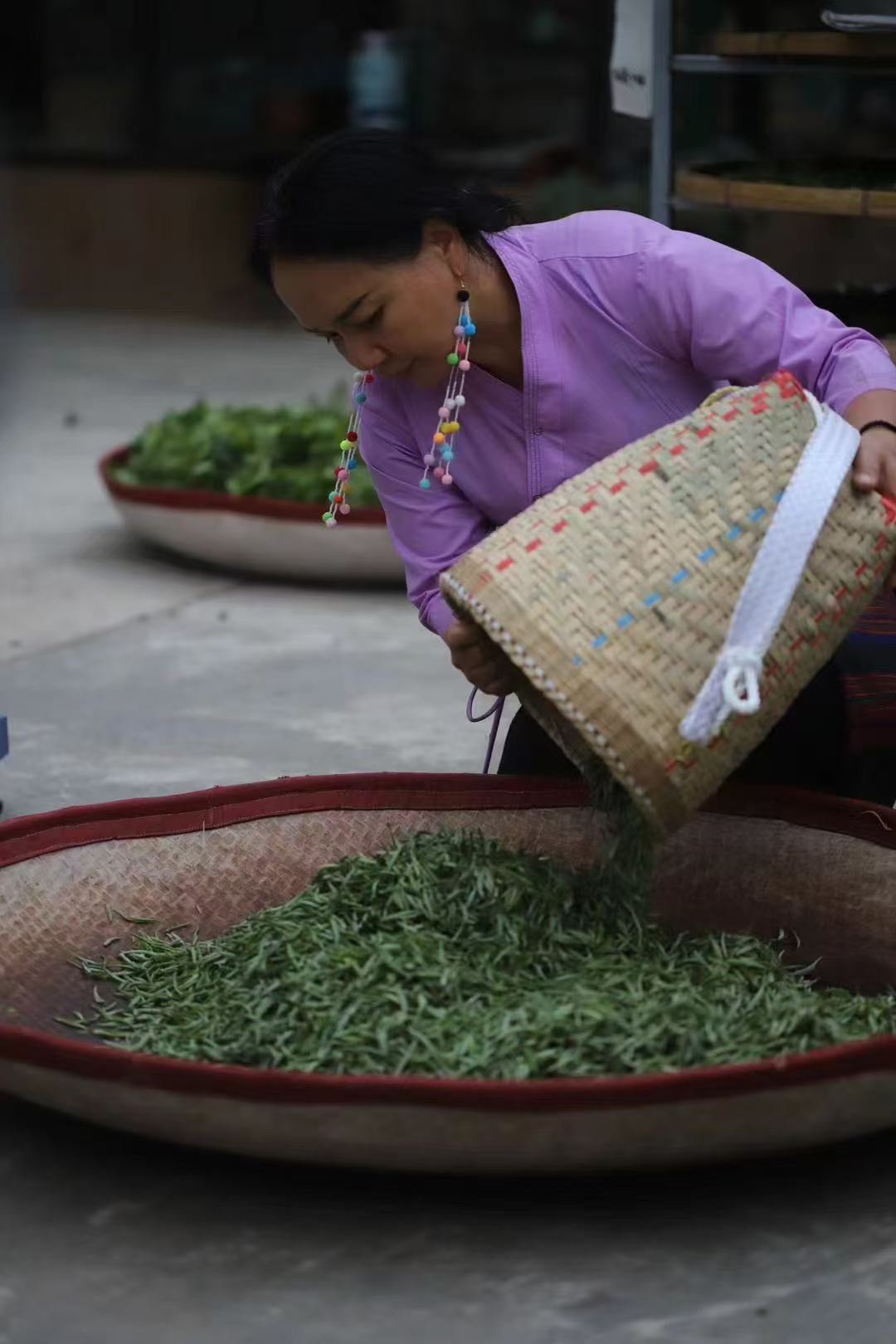 Sorting freshly picked leaves by hand