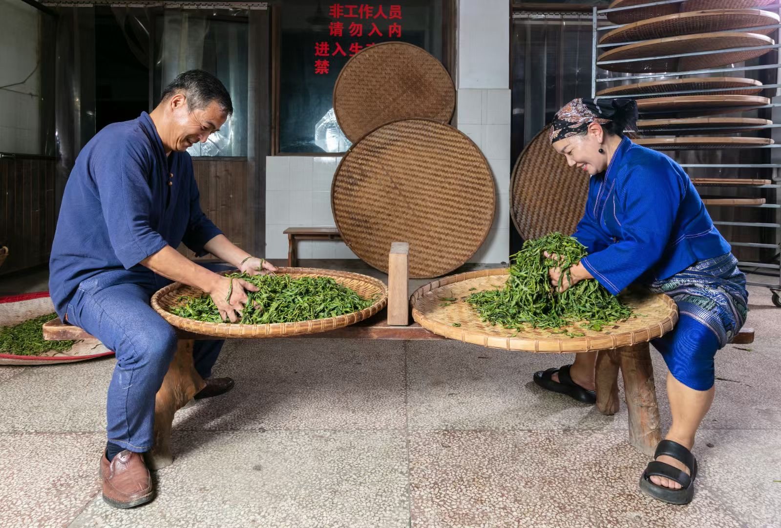 Turning fresh leaves on bamboo trays together in JingMai