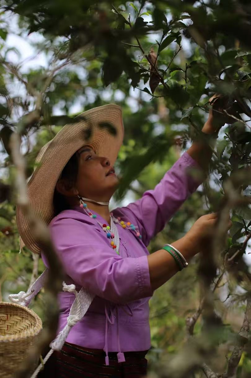 Picking from an ancient tea tree on JingMai mountain