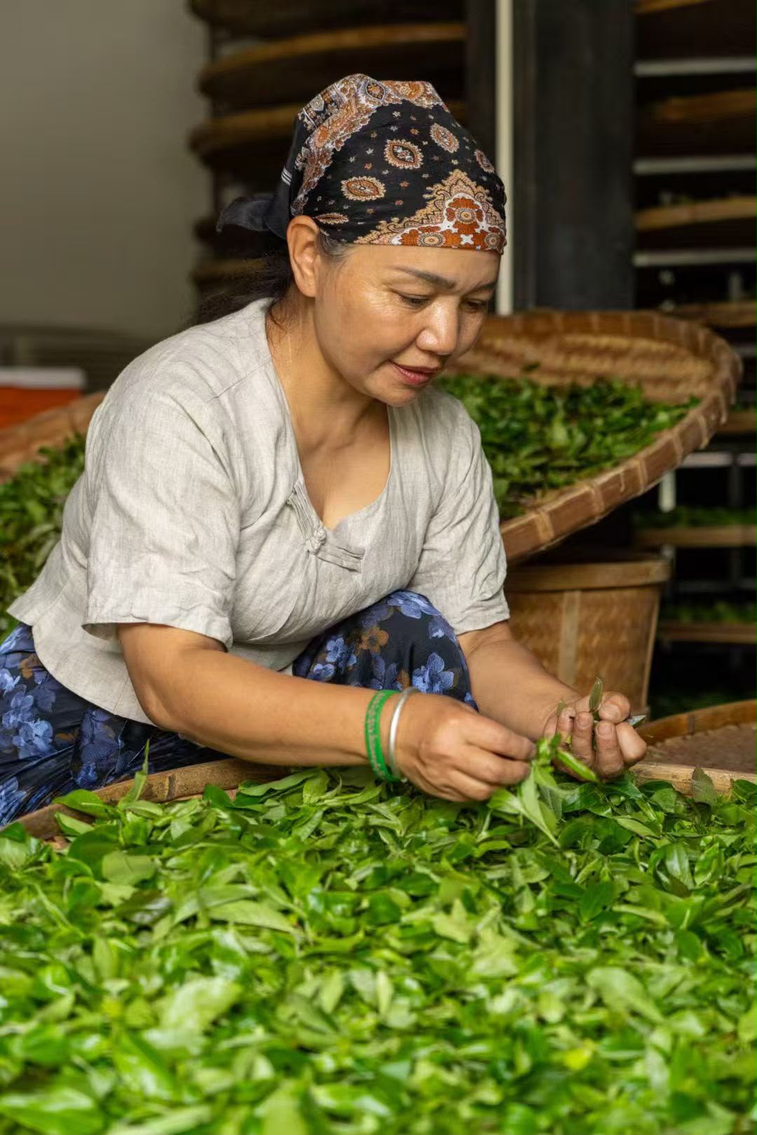 Sorting freshly picked leaves by hand on JingMai mountain