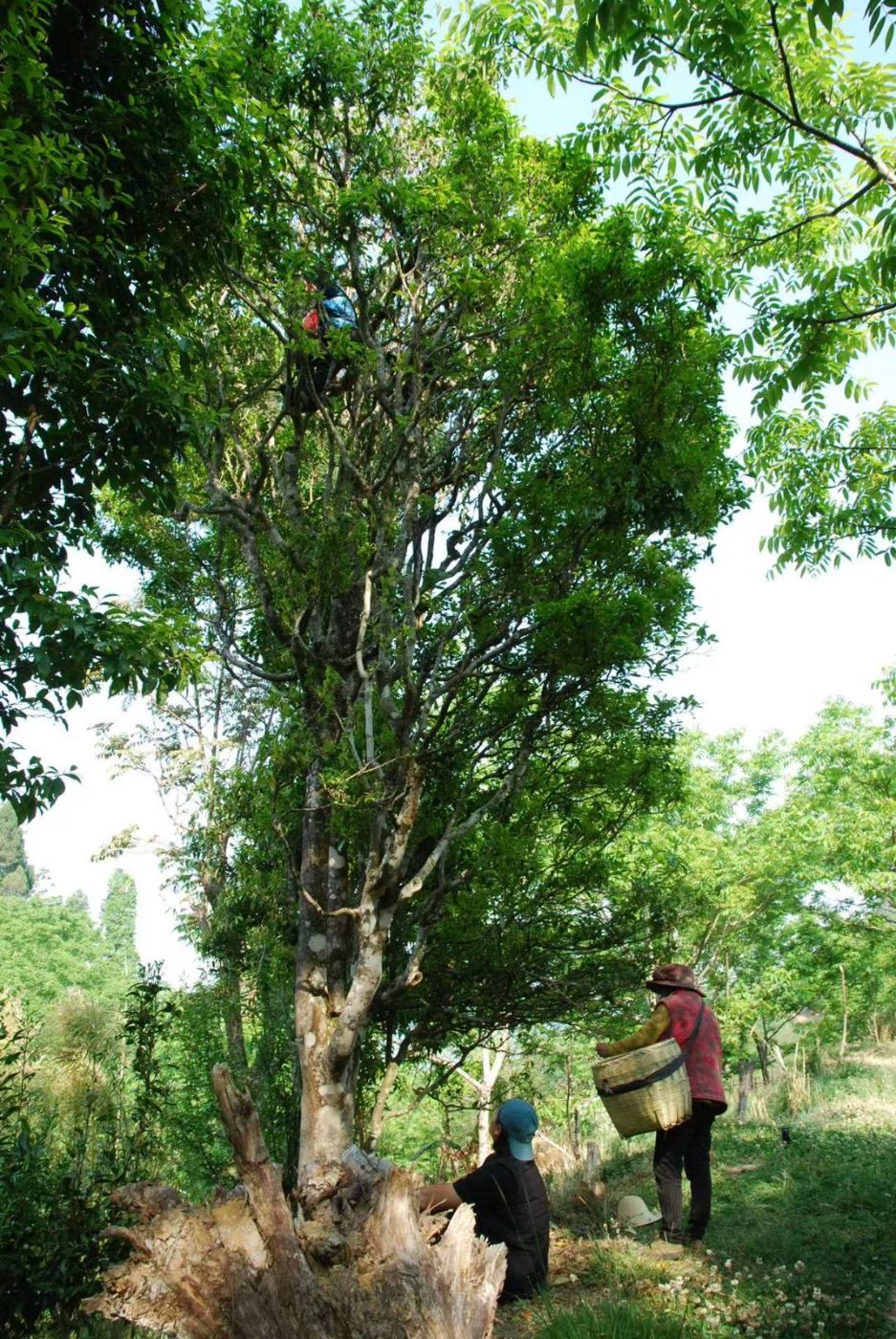 Pickers harvesting from a towering ancient tea tree in Bao Shan