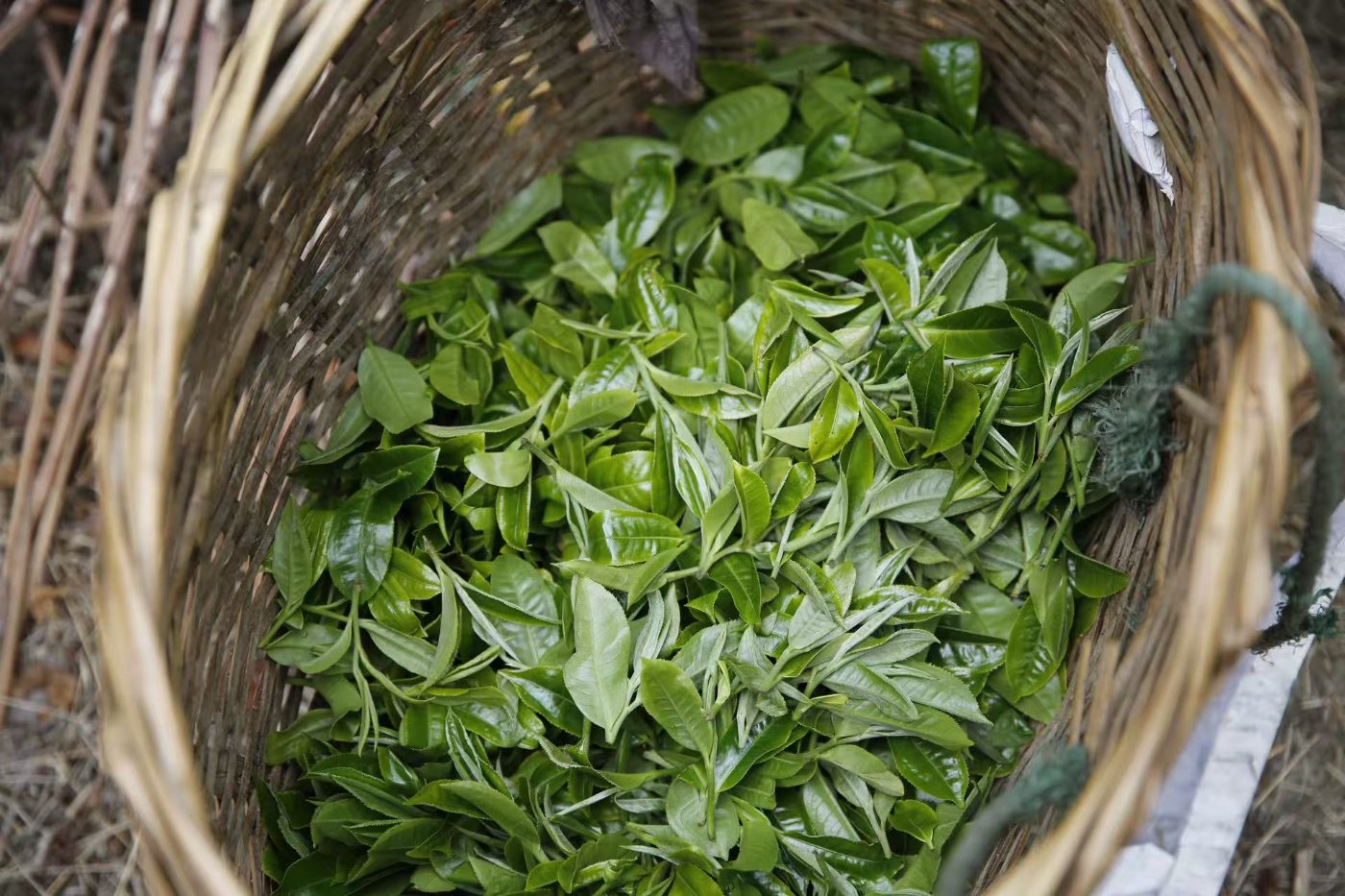 A woven basket filled with freshly picked tea leaves