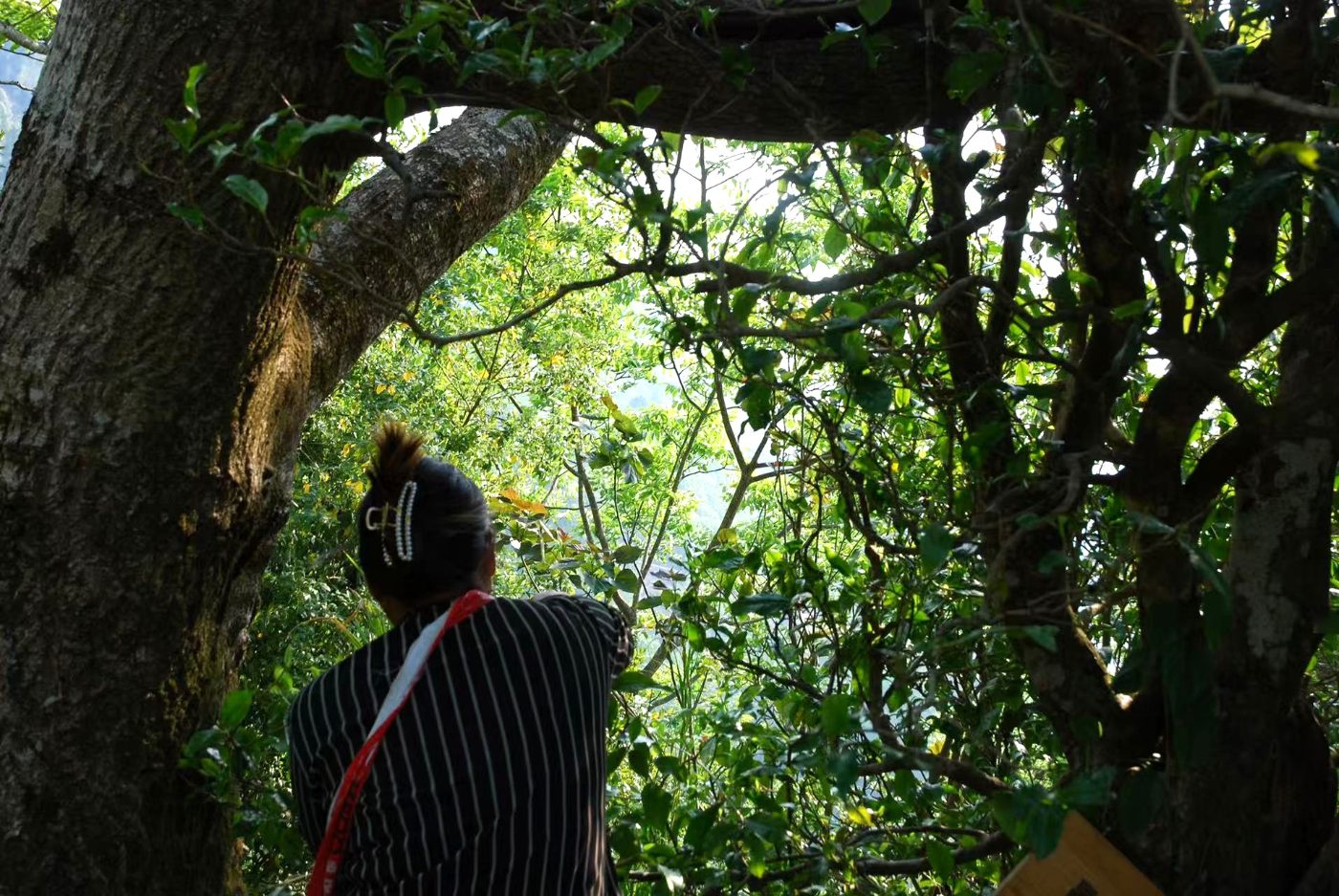 A picker reaching into the canopy of an ancient tea tree