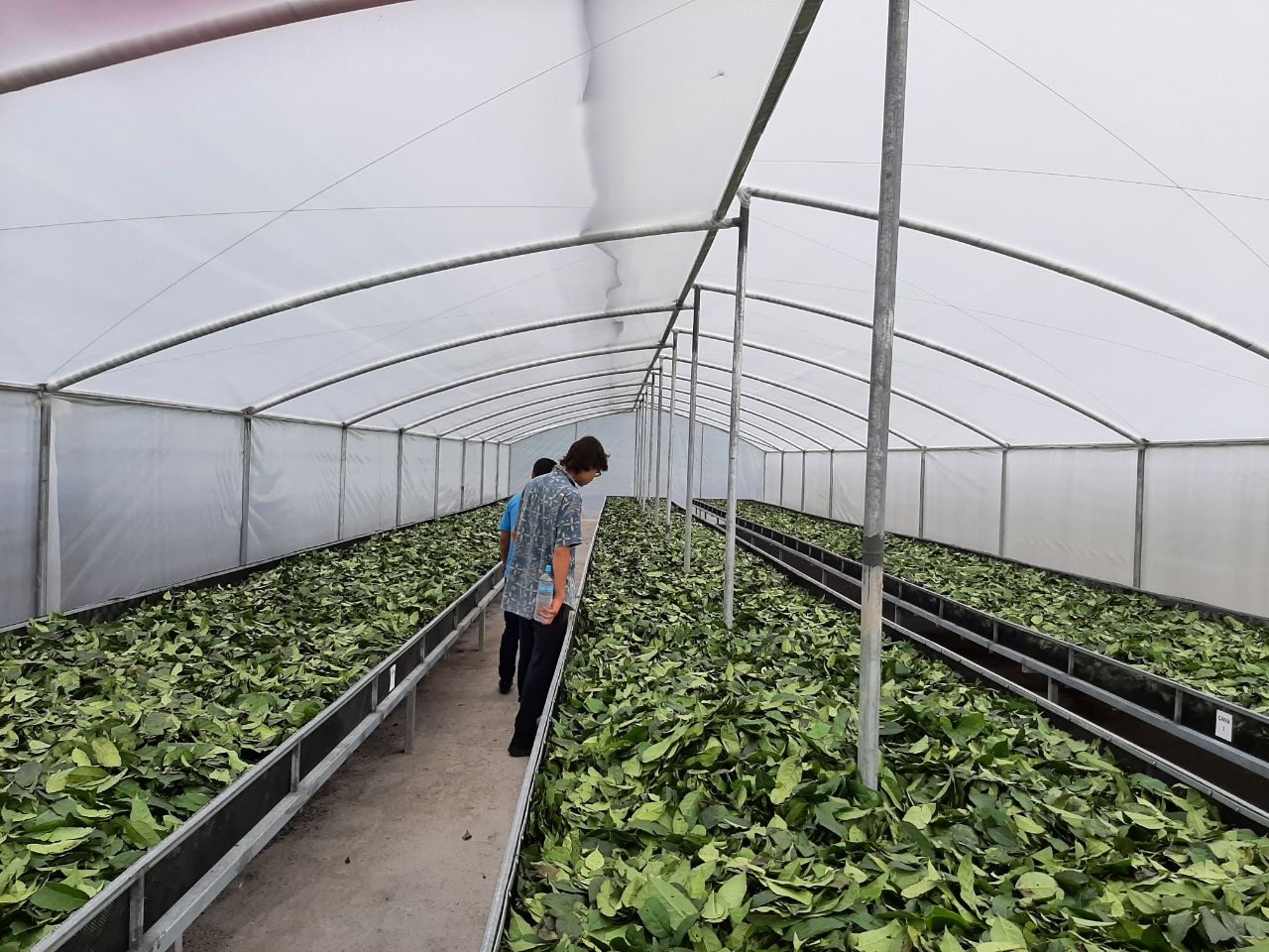 A withering house where fresh tea leaves rest before processing