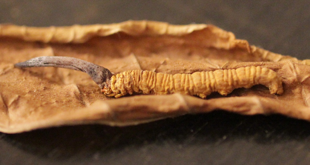 Wild cordyceps specimen