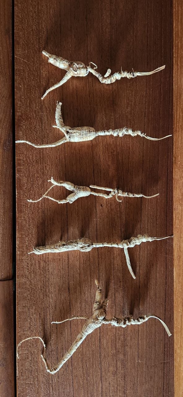 White ginseng roots on wood